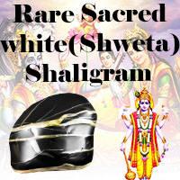 Rare Sacred white (Shweta) Shaligram